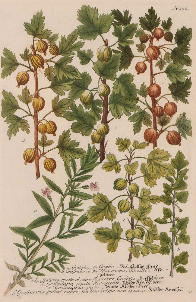 Johann Wilhelm Weinmann Botanical Engraving (1 of 6)
