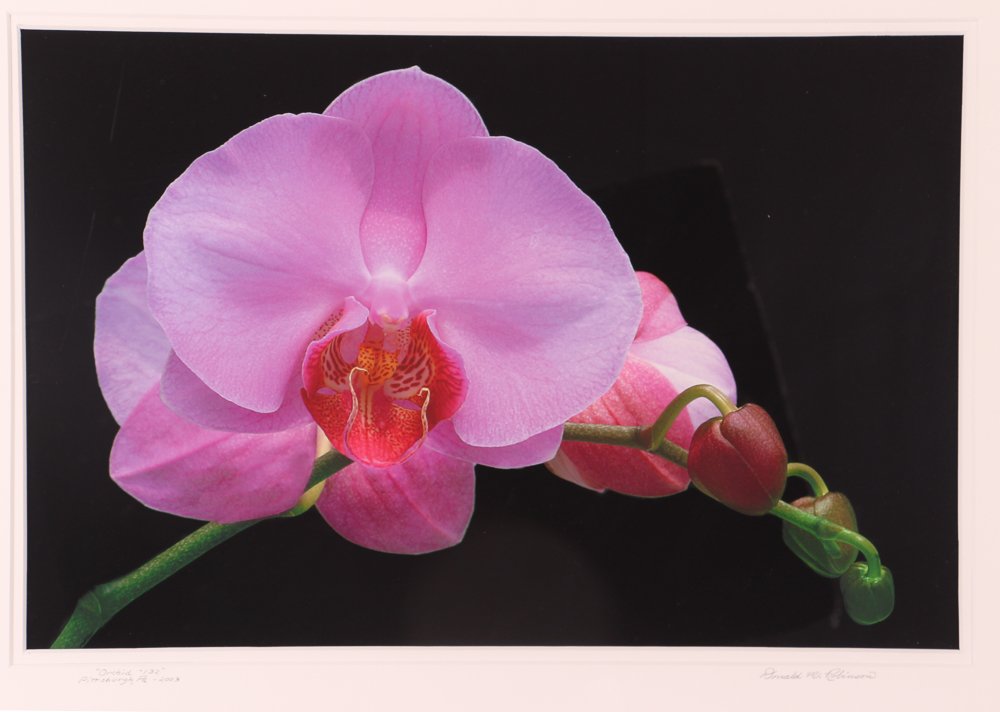Don Robinson 2003 color photo "Orchid": Artist:Robinson, Donald M. (Contemporary Photographer) Title:Orchid Date:2003 Medium:color photograph Dimensions:12 x 18 inches Signature:signed, dated, titled on the mat Prov