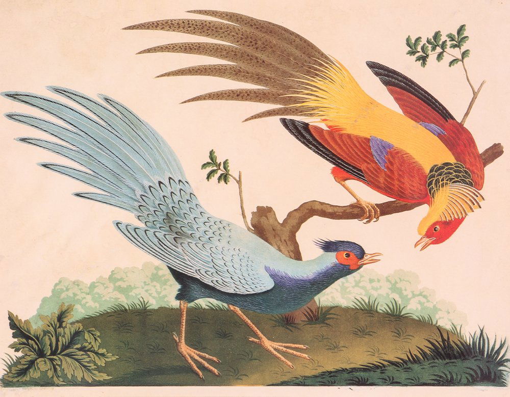 Two Hand Colored Exotic Bird Engravings Carlo (1 of 10)