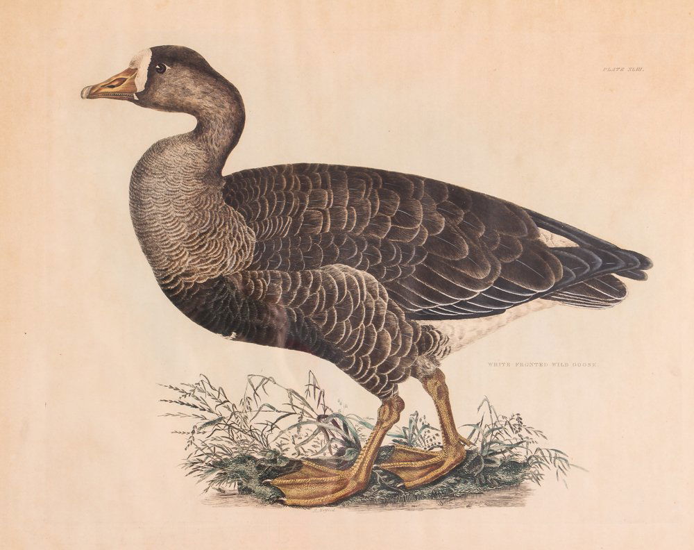 Two Large Folio Hand Colored Wildlife Duck Engravings (1 of 10)