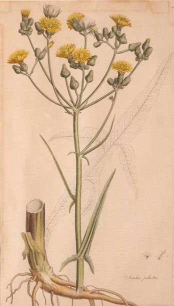 Two Antique Botanical Prints (1 of 10)