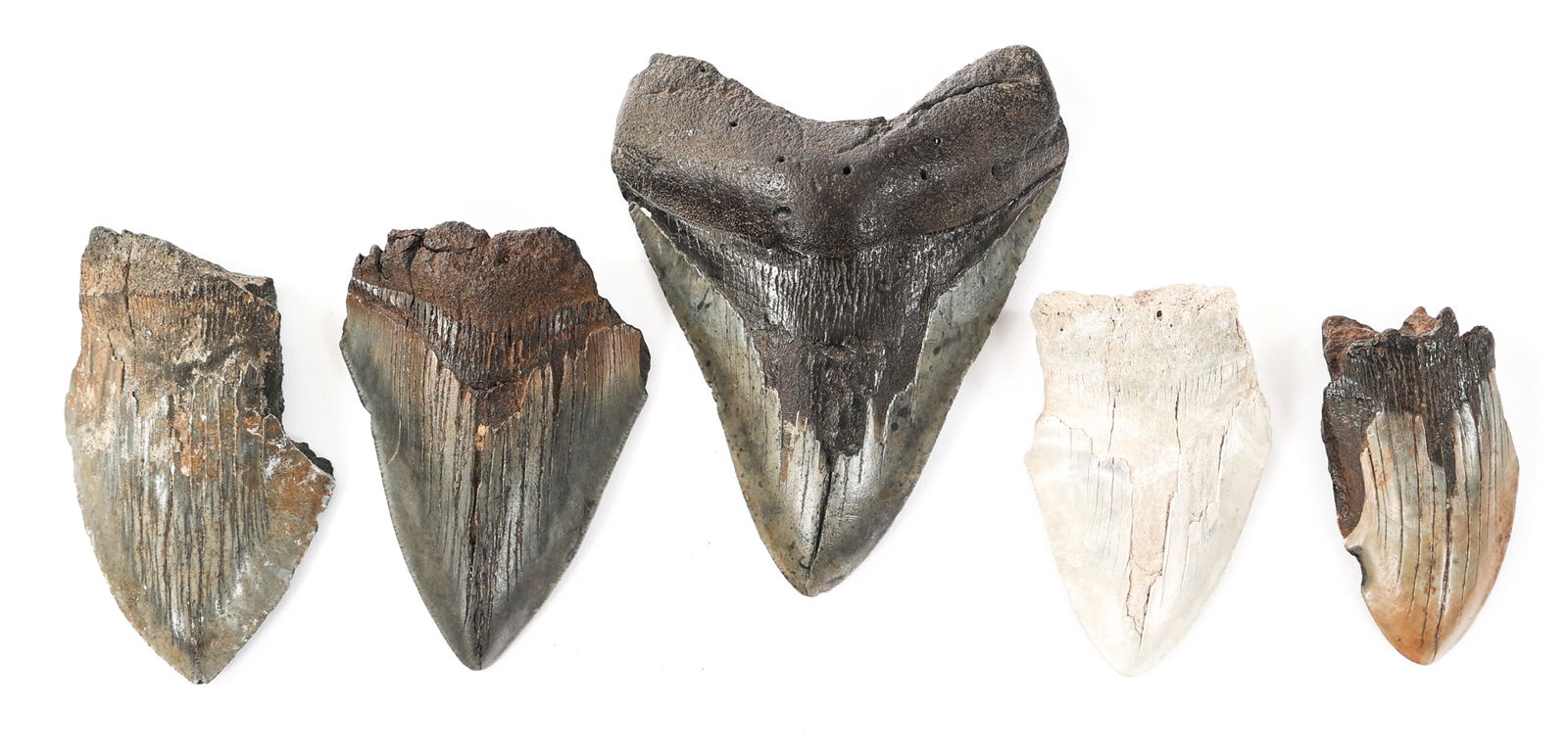 MEGALODON SHARK TEETH FOSSILS: MEGALODON SHARK TEETH FOSSILS Megalodon Shark Teeth Fossils. Size: 3 1/4" to 5" x 2 1/4" to 4". Held within riker mount display case. | Size: 8 1/4" x 15"