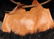 BRITISH ENLISTED GRENADIER CAP LOT OF 2 - 5
