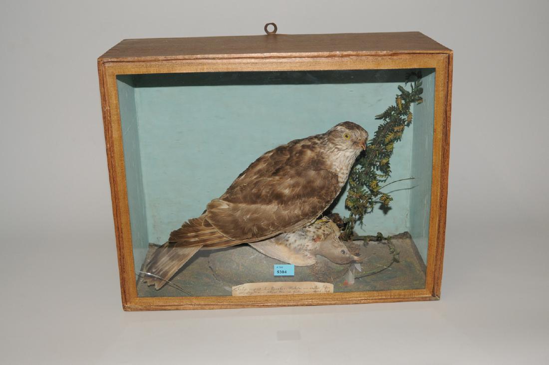 Diorama Vogelpräparat (Falk) in natürlicher Umgebung: Diorama Vogelpräparat (Falk) in natürlicher Umgebung arrangiert. In Vitrinenkasten. 40,5x32,5x18 cm. - Kleine Schadstelle (Sprung im Glas).