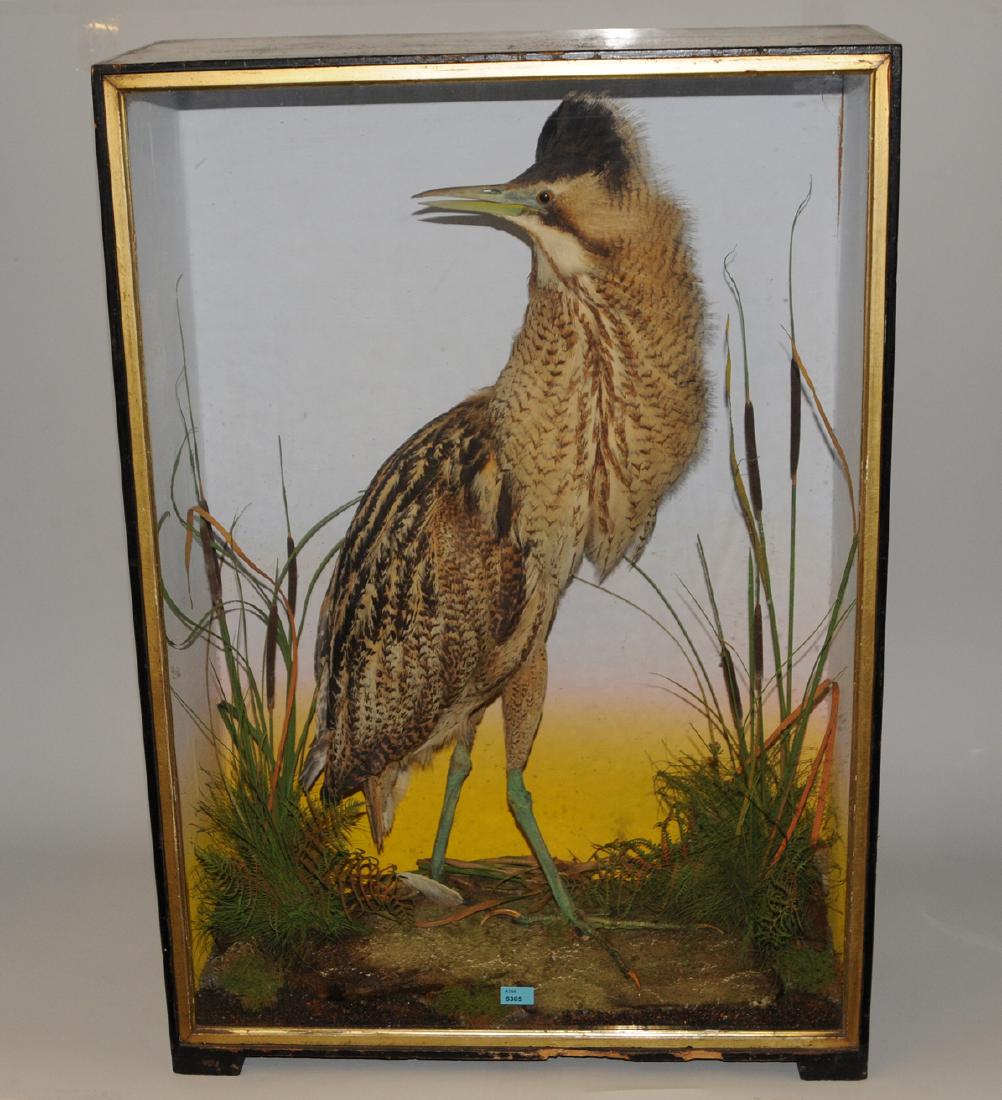 Diorama Vogelpräparat (Reiher) in natürlicher Umgebung: Diorama Vogelpräparat (Reiher) in natürlicher Umgebung arrangiert. In Vitrinenkasten. 53,5x76,5x20 cm.