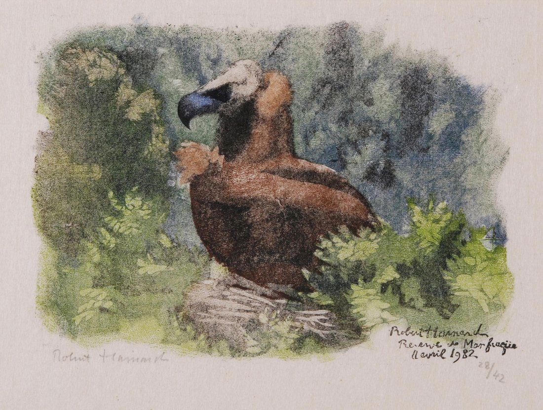 Hainard, Robert (Genf 1906–1999 Gland) Mönchsgeier. (1 of 1)