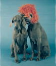 William Wegman (Am. b. 1943), "Secret Saying" 1994, Polaroid, framed under glass