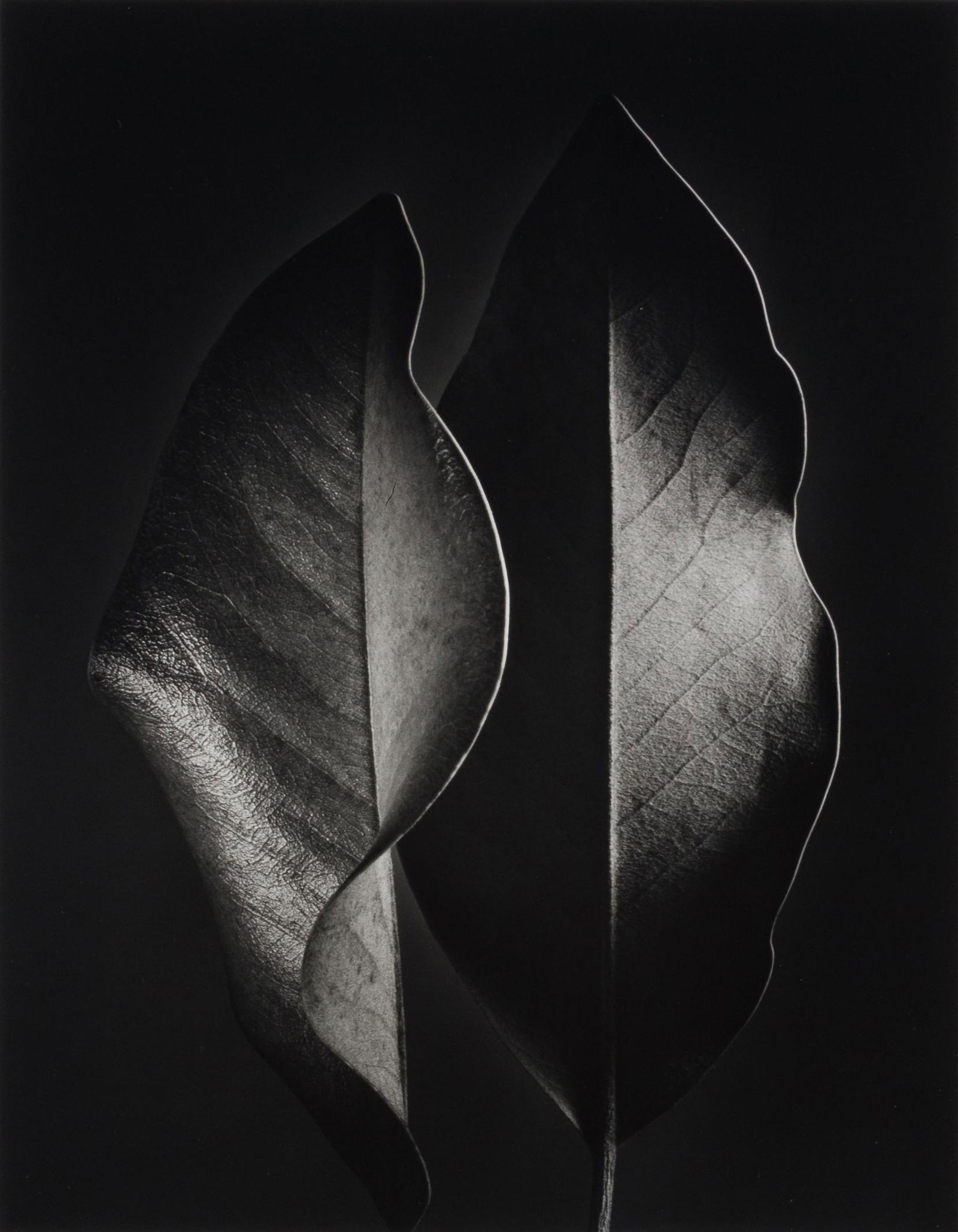 Ruth Bernhard (Ger./Am. 1905-2006), "Two Leaves" 1952, Gelatin silver print, framed under glass (1 of 6)
