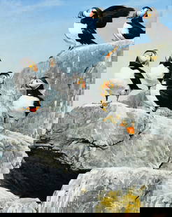 John Felsing (Am. b. 1954), Puffins, 1984, Oil on canvas, framed: John Felsing (Am. b. 1954) Puffins, 1984 Oil on canvas, framed Signed and dated l.l. 19 1/2" x 15 1/2" sight, 24 7/16" x 20 3/8" framed Provenance: From the Artist to Private Collect