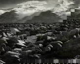 Ansel Adams (Am. 1902-1984), Gelatin silver print, framed under glass