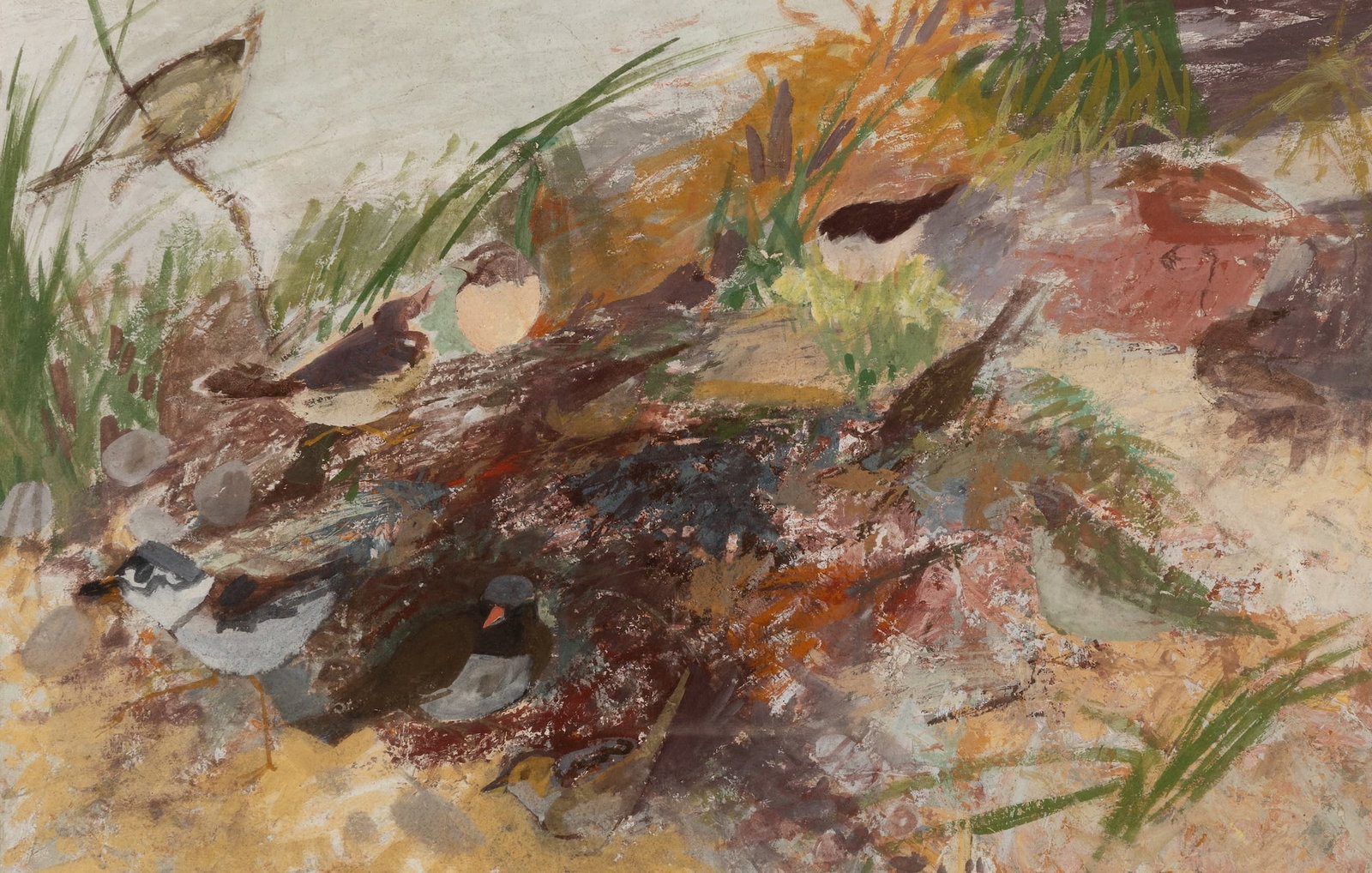 Morris Shulman (Am. 1912-1978), Monhegan Shore Birds, Casein on paper, framed under glass: Morris Shulman (Am. 1912-1978) Monhegan Shore Birds Casein on paper, framed under glass Unsigned 25" x 38 1/2" actual, 36 1/2" x 50 1/2" framed Provenance: