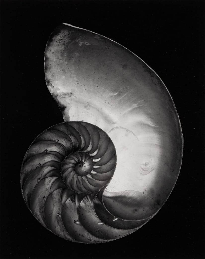 Edward Weston (Am. 1886-1958), "Shell" 1927, Gelatin silver print, framed under glass (1 of 5)