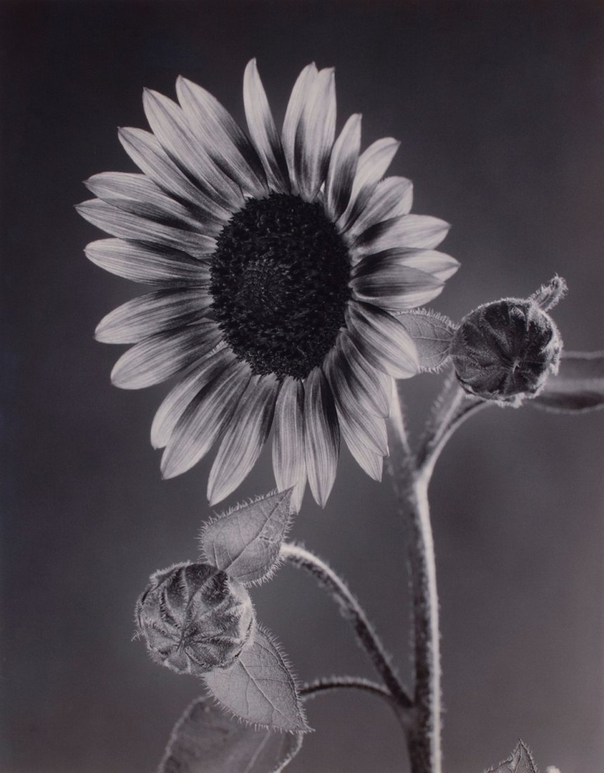 Tom Baril -  Sunflower and Buds, 2001 (1 of 3)