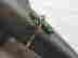 item-83516318=2