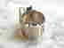 item-83700380=3