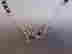 item-83700411=3