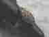item-86418645=2