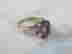 item-98325562=4