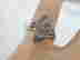 item-114746677=5