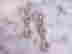 item-117060246=3
