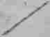 item-119535751=2