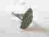 item-127609282=4