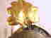 item-129743550=8
