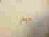 item-129746269=6