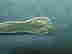 item-129746379=3