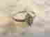 item-135801405=4