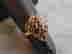 item-136609915=2