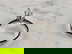 item-204093732=3