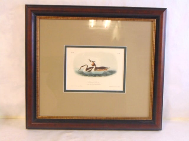 VINTAGE ANTIQUE AUDUBON BOOK PLATE FRAME CRESTED GREBE: A VINTAGE ANTIQUE AUDUBON BOOK PLATE OF THE CRESTED GREBE. PIECE MEASURES 21" BY 18 3/4", AND IS IN VERY GOOD CONDITION. NOT SURE OF ITS AGE BUT IT IS GREAT DECORATORS PIECE.