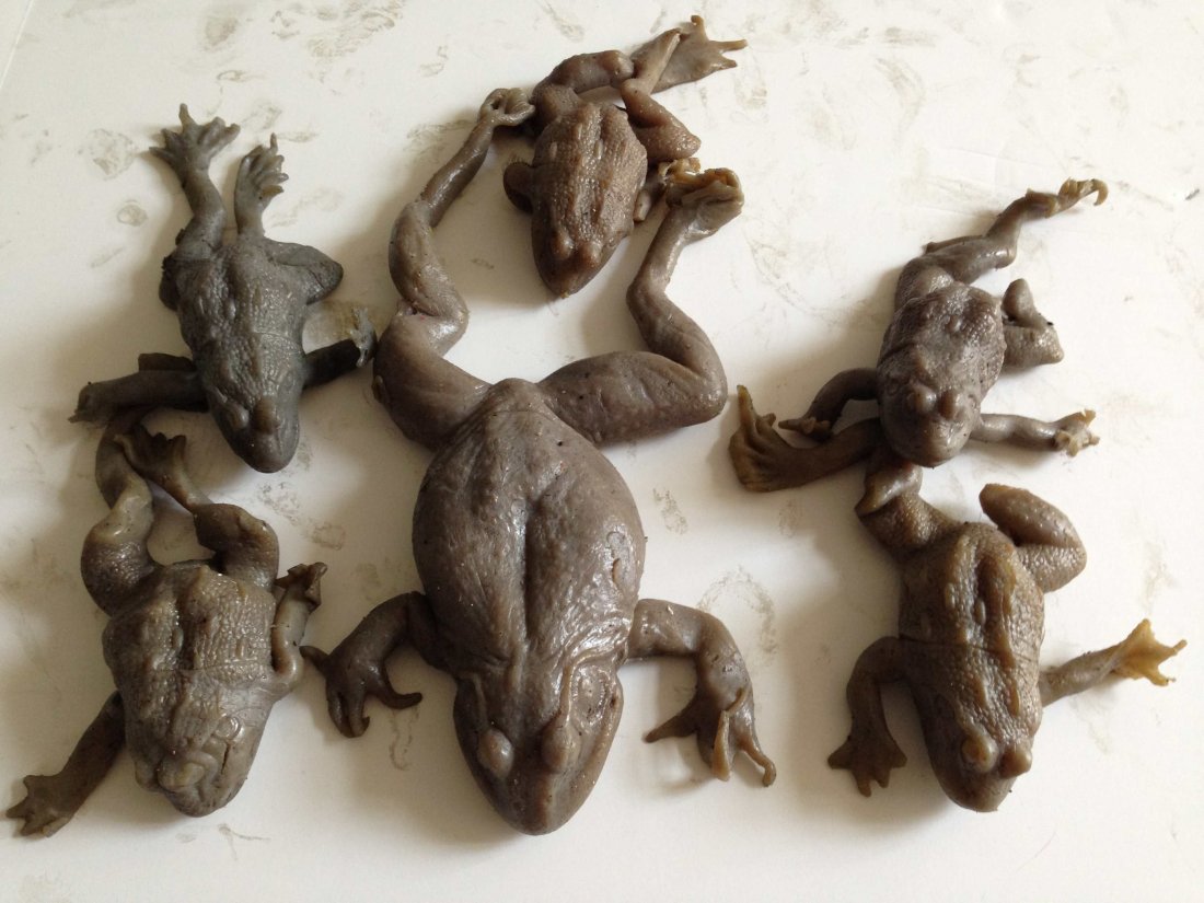 5 Rubber Frogs from 1999's Magnolia: 5 Rubber Frogs from the Hit Paul Thomas Anderson Film "Magnolia". Comes with a COA. You will get mixed and matched set of frogs!Check out our other items from Warner Brothers, Paramount, MGM, Sony, Un