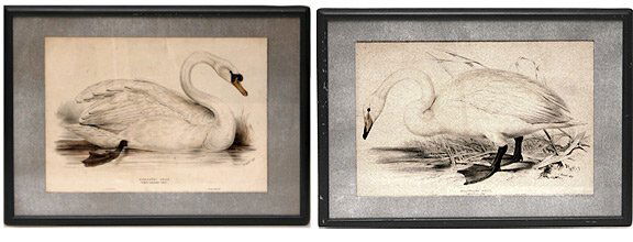 Edward Lear British (1812-1888) 2 H/C Lithographs: Edward Lear British (1812-1888) Two (2) Hand Colored Lithographs "Whistling Swan" and "Domestic Swan" Published by C. Hullmandel. Measures 13-3/4 Inches by 20-3/4 (Sight) The Other Slightly Smaller. R