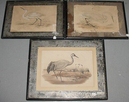 Edward Lear British (1812-1888) 3 H/C Lithographs: Edward Lear British (1812-1888) Three (3) Hand Colored Lithographs "Great Egret" "Grus Cinerea" and "Little Egret" One Published by C. Hullmandel, Another by J. Wolf and W. Hart, The Third Unmarked. C