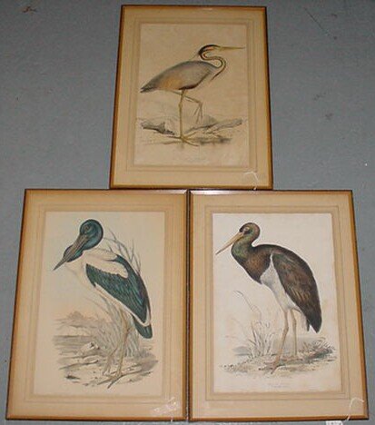 Edward Lear British (1812-1888) 3 H/C Lithographs: Edward Lear British (1812-1888) Three (3) Hand Colored Lithographs "Black Stork" "Mycteria Australis" and "Purple Heron" Two Published by C. Hullmandel, Another by Hullmandel and Walton. Condition: On