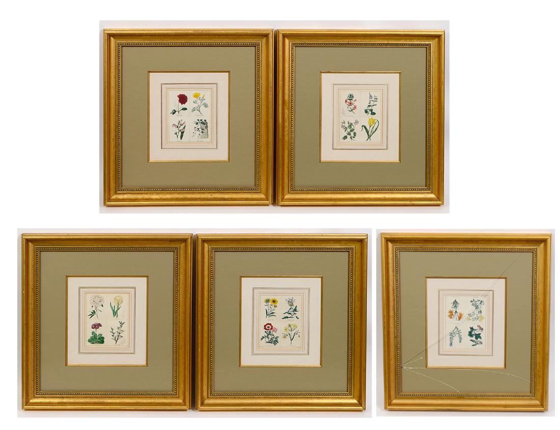 SET OF FIVE HAND COLORED BOTIBICAL PRINTS (1 of 4)