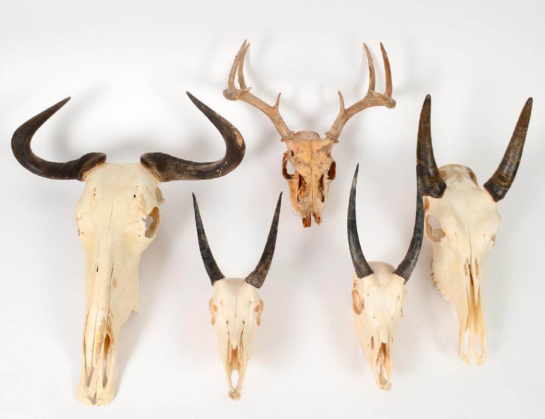 GROUP OF FIVE SKULL ANTLER & HORN TROPHY MOUNTS: Including species from Africa and Europe, without back mounts. Height of largest 18", smallest 9". (Cond: appear good, losses to areas of bone)