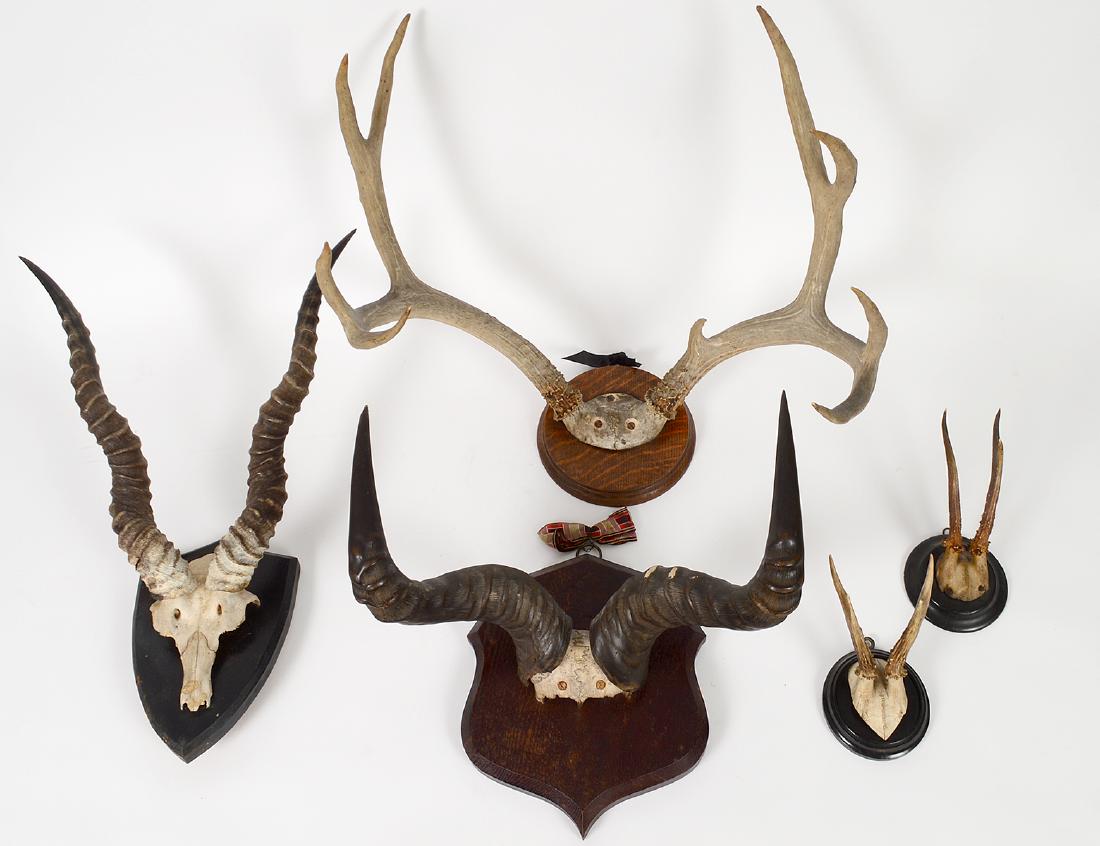 GROUP OF FIVE ANTLER AND HORN TROPHY MOUNTS: Including African and European species, with a pair of small antler examples, all with wood back mounts. (Cond: good)