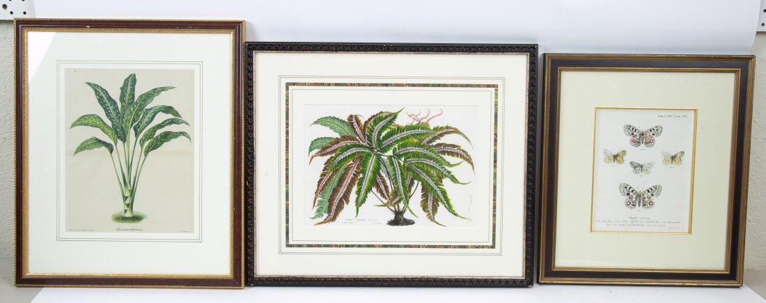 THREE VARIED BOTANICAL AND ENTOMOLOGY PRINTS (1 of 7)