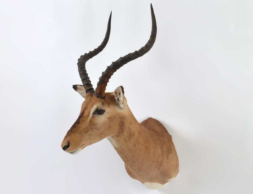 ANTELOPE TROPHY MOUNT OF A REDBUCK: Height overall 30 in. (Cond: good)