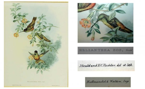 J. Gould Hand Colored Lithograph Hummingbirds. AGO