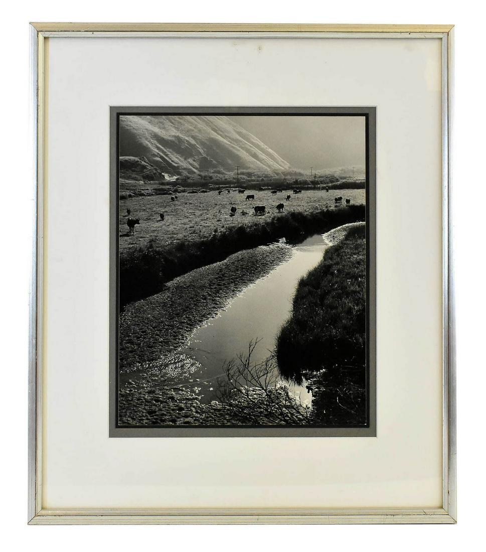 RUTH BERNHARD (American. 1905-2006): Cows Grazing, Jenner, CA., 1960. Signed lightly in pencil l/r. Titled, and with Bernhard, Clay St. address stamped on the reverse of the mount. Silver Gelatin Print. 13.25 by 10.5 in., overall 21.5 by