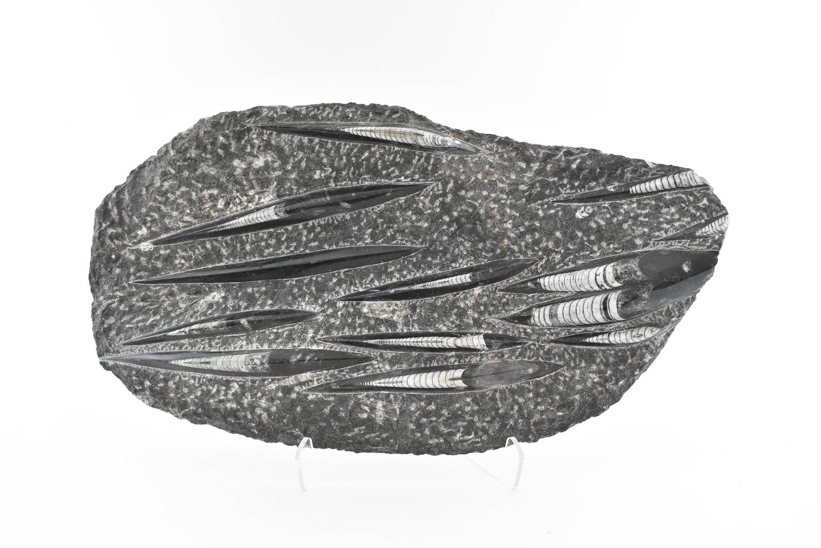 350 MILLION YEAR OLD AMMONITE (ORTHACERAS) FOSSIL SLAB: Moroco. Multiple ammonite shells encased in sediment, now black stone. Length 19 in. Width 10 in.