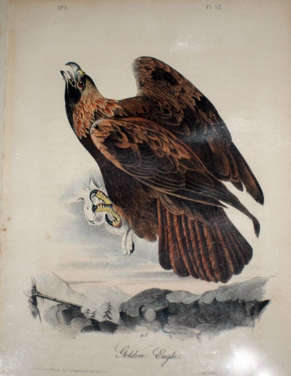 JOHN JAMES AUDUBON (American. 1785-1851): JOHN JAMES AUDUBON (American. 1785-1851) Assorted group of twenty-four Octavo Hand Colored Lithographs from The Birds of America and The Quadrupeds of North America. Circa 1855. Including: Plate 12, G