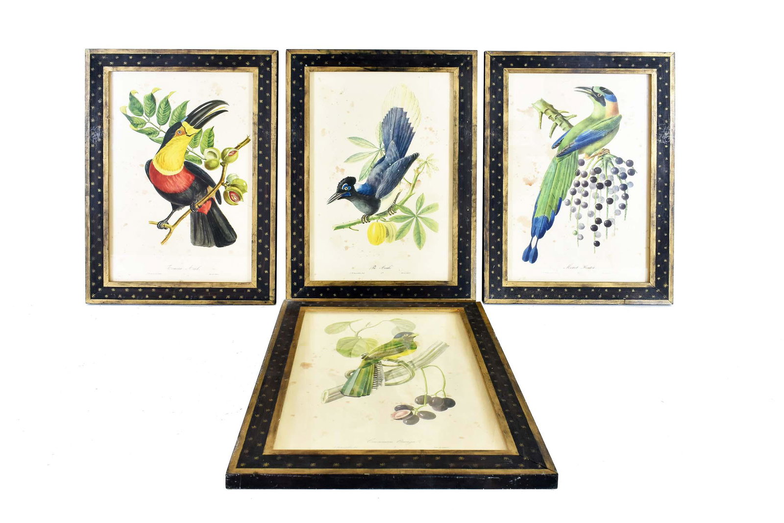 JEAN THEODORE DESCOURTILZ ORNITHOLOGICAL PRINTS (1 of 6)