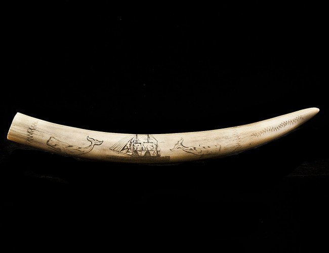 SCRIMSHAW WALRUS TUSK: Decorated with two whales flanking a two masted vessel, indistinctly signed in a banner. Length 21 ¼". (800/1200)