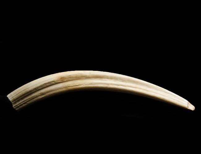 UNCARVED NATURAL TUSK: Length 28". (400/600)