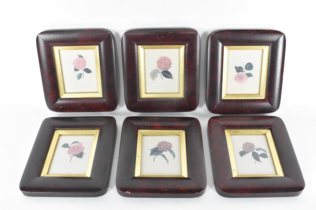 SIX ENGRAVINGS, CAMELLIAS (1 of 3)
